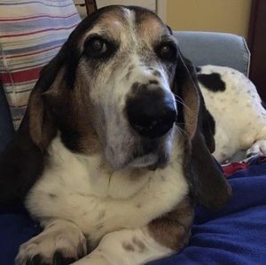 Meet your Posher, Alison